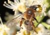 Andrena tibialis